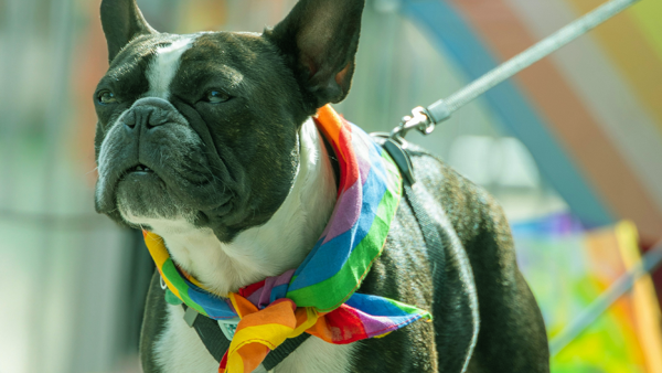 A pug with a rainbow bandana around its neck.