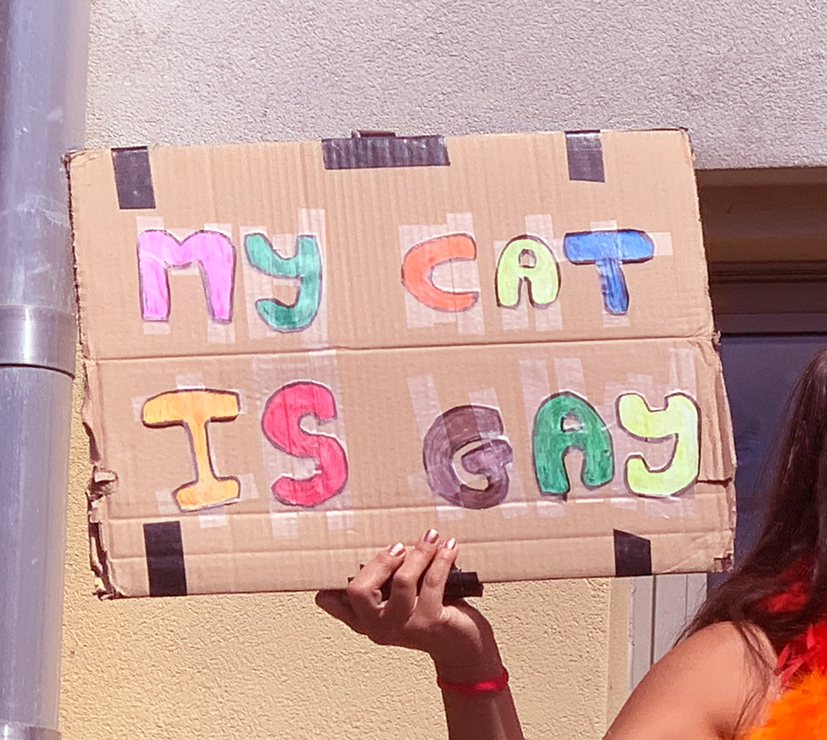 A hand holds a cardboard with the writ 'my cat is gay!'