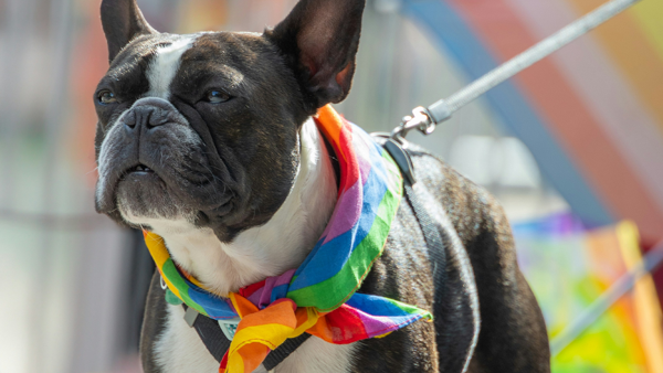 A pug wearing a rainbow bandana instead of a collar.
